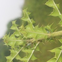 Acanthus ilicifolius L.